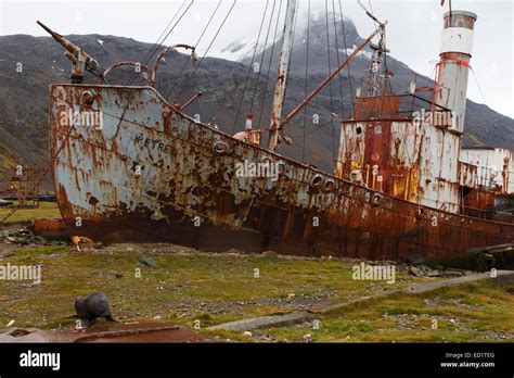 Historic whaling station of Grytviken, South Georgia, Antarctica Stock Photo - Alamy