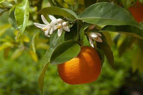 Seville Oranges in Andalucia, bitter oranges & marmelade, food and drink of Andalucia, Southern ...