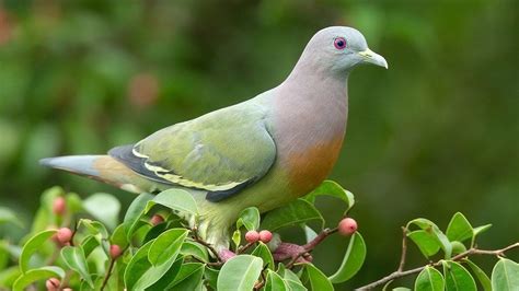 The pastel rainbow pigeon and some of world's most beautiful birds ...