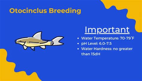 Otocinclus Breeding: An In-depth Guide For Successful Breeding