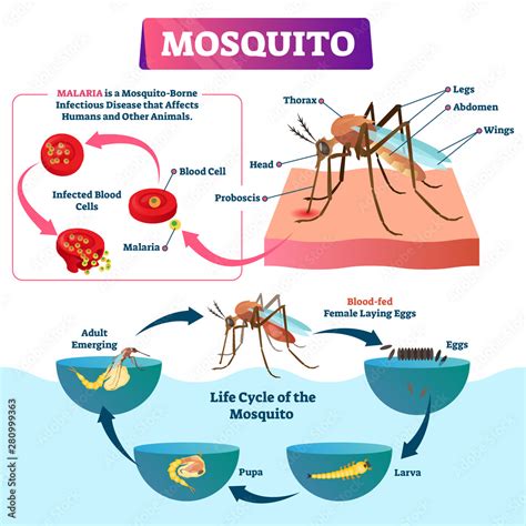 Mosquito Vector Illustration Labeled Insects Species With Malaria | The Best Porn Website