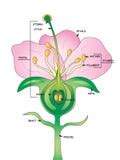 Structure Of Ray Zygomorphic And Actinomorphic Disk Flowers From Inflorescence Flower Head Or ...