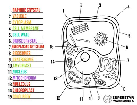 34 Animal And Plant Cells Worksheet Key - support worksheet