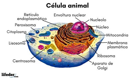 Célula animal: características, partes, funciones, ejemplos