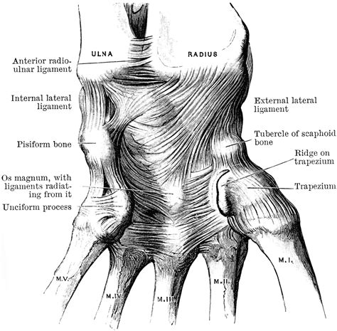 Ligaments of the Wrist | ClipArt ETC