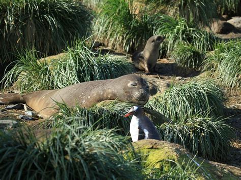 Southern Elephant Seal, Antarctic Fur Seal, and Gentoo Pen… | Flickr