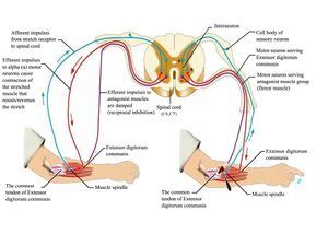 Reflexes - Physiopedia