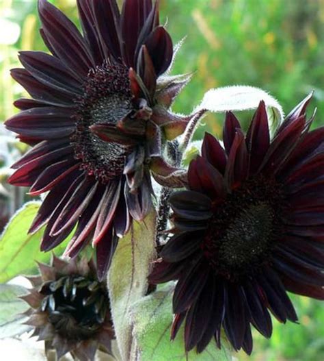 10 Rare Velvet Queen Black Sunflower Seeds | Etsy