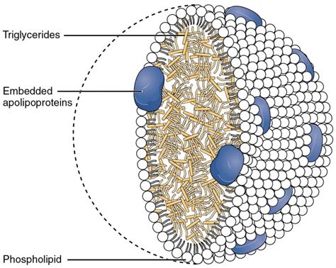 Lipid Metabolism | Anatomy and Physiology II