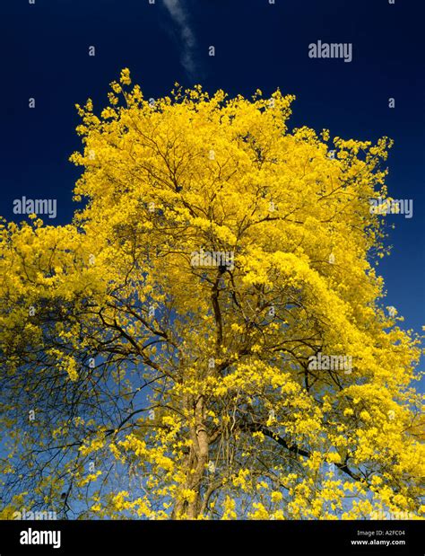 Guayacan tree hi-res stock photography and images - Alamy