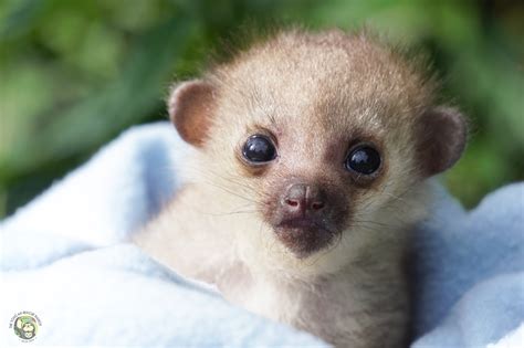 Orphaned Kinkajou Found Alone, Only A Few Days Old – Toucan Rescue Ranch