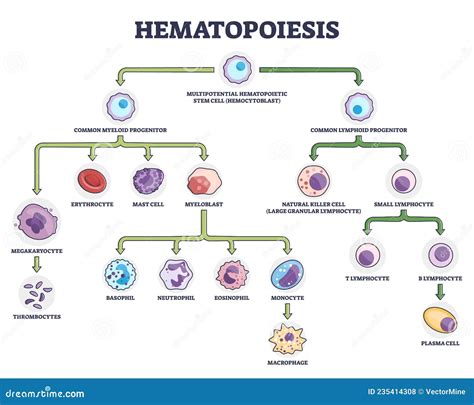 Haematopoiesis. Development Of Different Blood Cells Vector ...