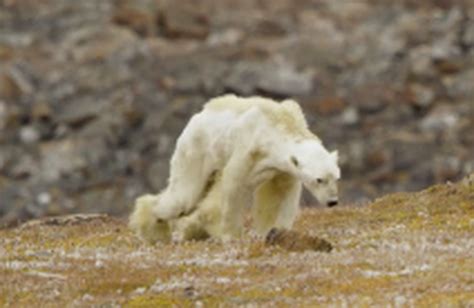 Canadian photographer’s video of emaciated polar bear on Baffin Island goes viral | Polar bear ...