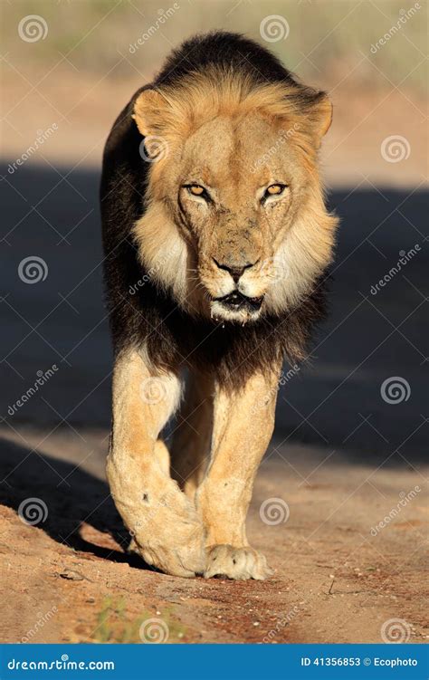 Walking African lion stock image. Image of beast, powerful - 41356853