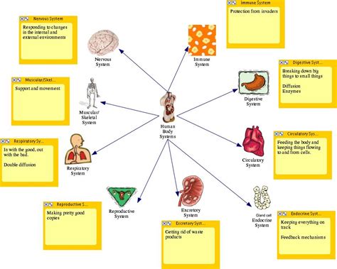 11 human body systems | Human Body System