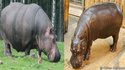 Hippopotamus vs Pygmy Hippotamus - The Differences - YouTube