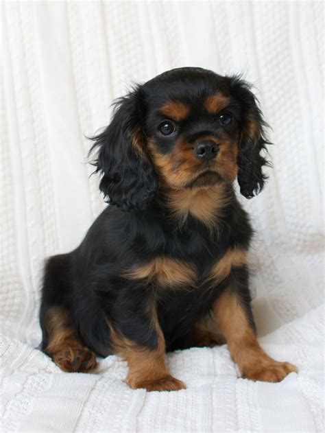 Black & Tan Cavalier King Charles Spaniel Puppy | King charles dog ...