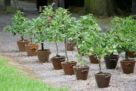 Cet automne, je plante mon arbre fruitier en pot ou au jardin