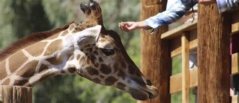 Wildlife World Zoo, Aquarium & Safari Park | Visit Arizona