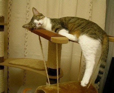 22 Funny Sleeping Cat Pictures - Design Swan