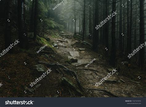 30,611 Dark forest trail Images, Stock Photos & Vectors | Shutterstock