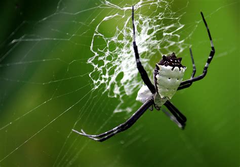 Lace Web & Spider | Shutterbug