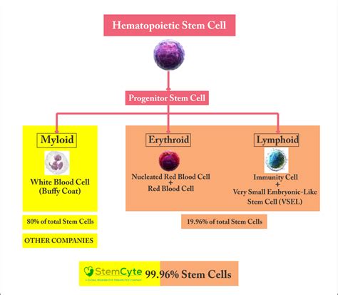 “Nucleated Red Blood Cells (nRBC) – “The Transplant Accelerator” - (nRBC & Engraftment ...