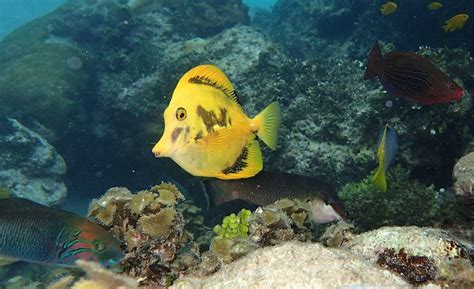 Wild Aberrant Scopas Tang Discovered in Kenya | Reef Builders | The Reef and Saltwater Aquarium Blog