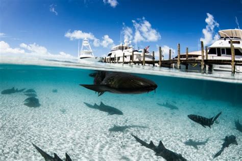 wildlife Archives - Uncommon Caribbean