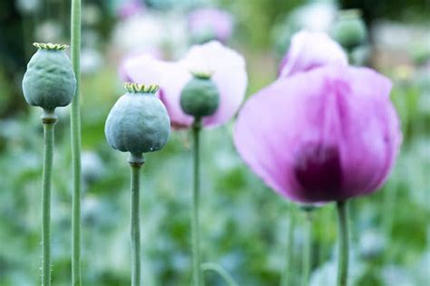 How To Collect Poppy Seeds Easily - High Country Farms