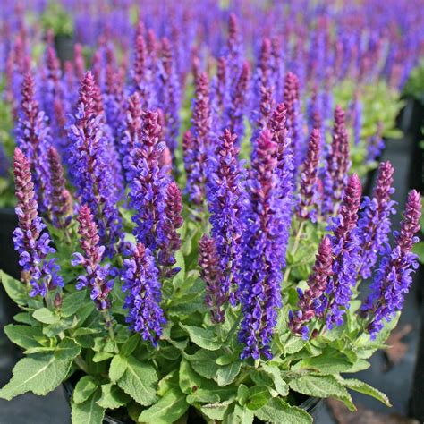 Salvia nemorosa 'Marcus' Meadow Sage from Sandy's Plants