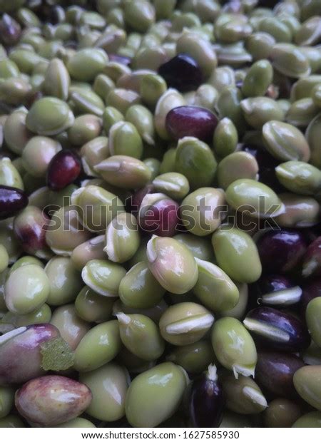 Pabna Bangladesh Bean Seeds Looks Stock Photo 1627585930 | Shutterstock