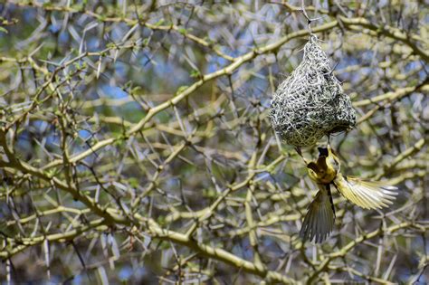 Discover how trees support biodiversity — International Tree Foundation