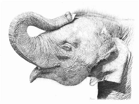 Baby Elephant Pencil Drawing by Remrov on DeviantArt