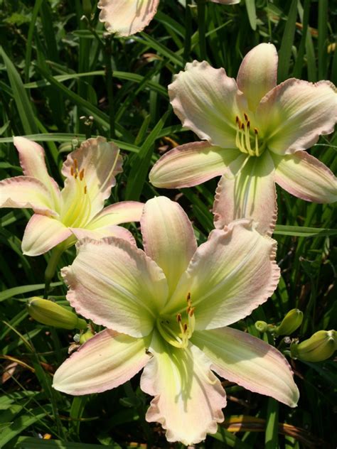 Daylily Varieties | Daylily Photos | HGTV