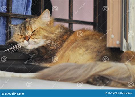 Afternoon Nap stock photo. Image of regenerate, sleep - 19426138