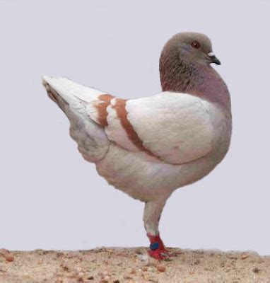 German Modena Pigeon Pictures ~ ENCYCLOPEDIA OF PIGEON BREEDS