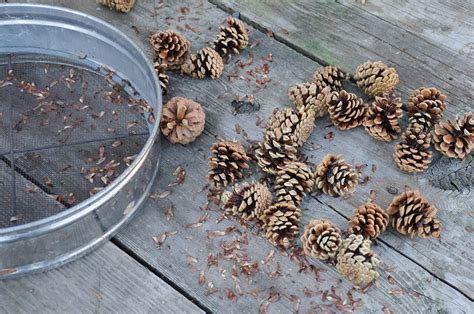 How to grow Japanese black pine from seed - Bonsai Tonight