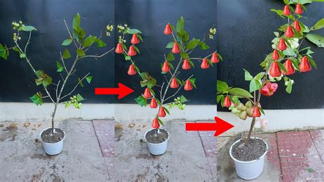 Amazing Macopa tree grafting technique Cut branches, plant in pots, get fruit easily 100% ...