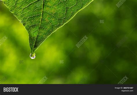 Herbal Essence. Image & Photo (Free Trial) | Bigstock