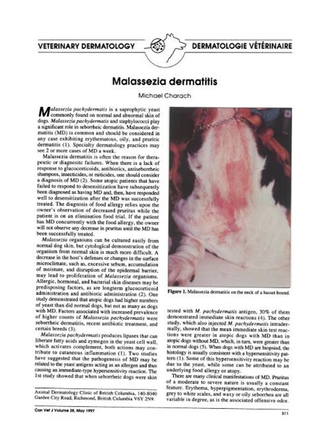 Malassezia dermatitis