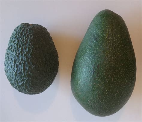 comparison Hass and Fuerte avocado fruit - Greg Alder's Yard Posts: Food Gardening in Southern ...