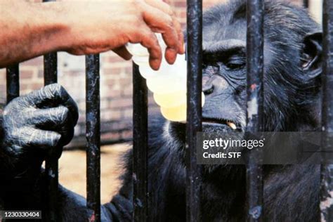 Ham (Chimpanzee) Photos and Premium High Res Pictures - Getty Images