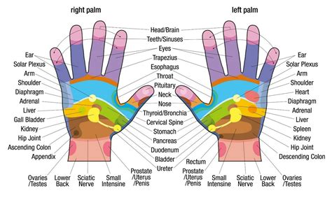 Reflexology Hand Chart Printable