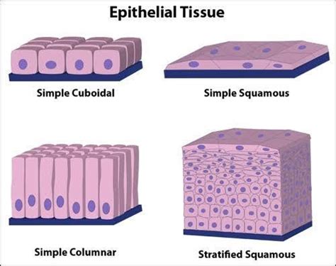 describe the structure and functions of different types of epithelial tissues draw diagram of ...