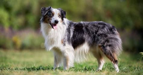 Border Collie Sheltie Mix Puppies