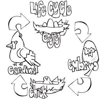 Life Cycle Of A Bird Worksheet