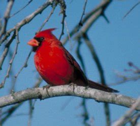 Northern Cardinal (Cardinalis cardinalis)