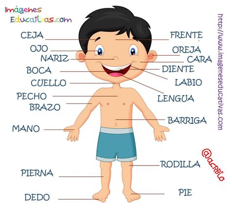 Partes del cuerpo en Castellano (4) - Imagenes Educativas | Partes del ...