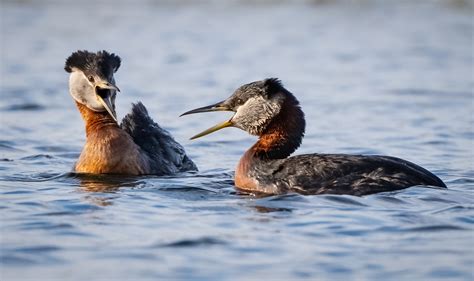 Red-necked Grebe - Owen Deutsch Photography